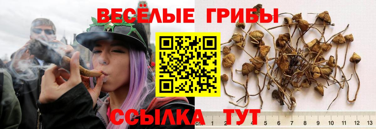 Подольск  Галлюциногенные грибы Cubensis  Вход с VPN 